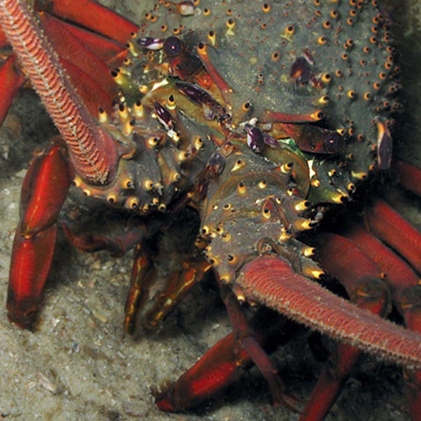 Check This CRAYzy Info