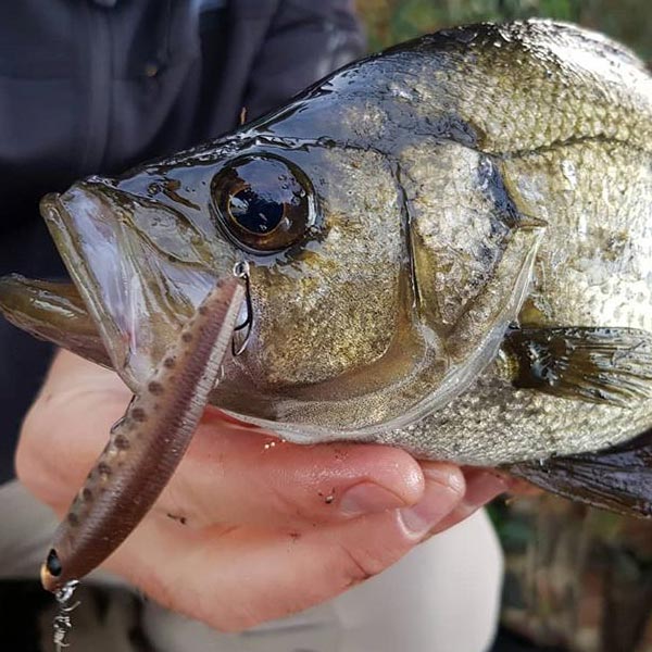 Fishing with the Trout Tune Lipless Lures
