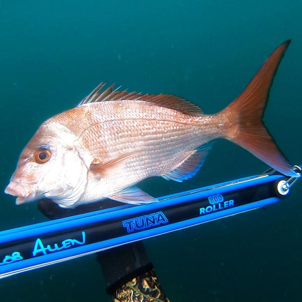 Sydney & Wollongong Fishing Report