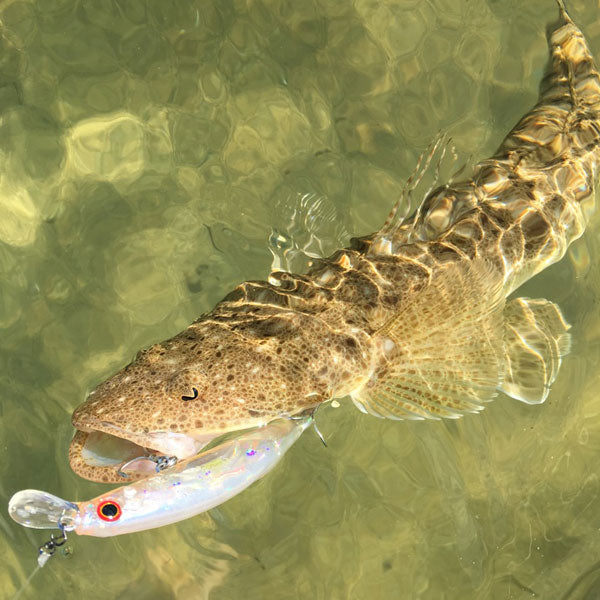 Sydney & Wollongong Fishing Report