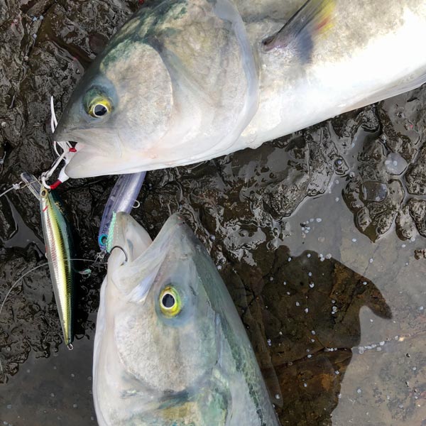 Assist Hooks On Hard Bodies - Rock, Beach & Offshore Fishing