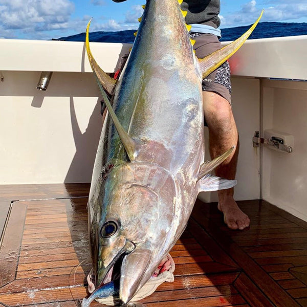 Sydney & Wollongong Fishing Report