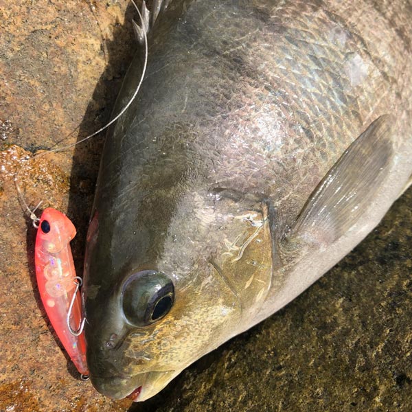 Fishing A Breakwall With Lures