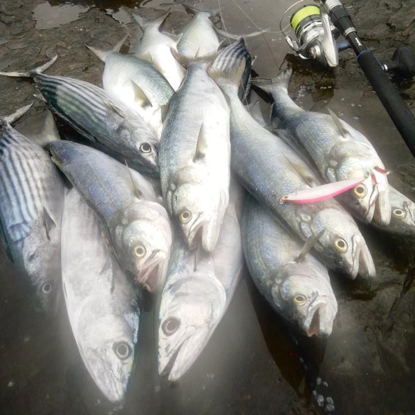 Sydney & Wollongong Fishing Report