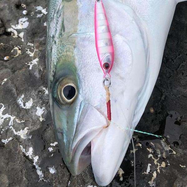 Sydney & Wollongong Fishing Report