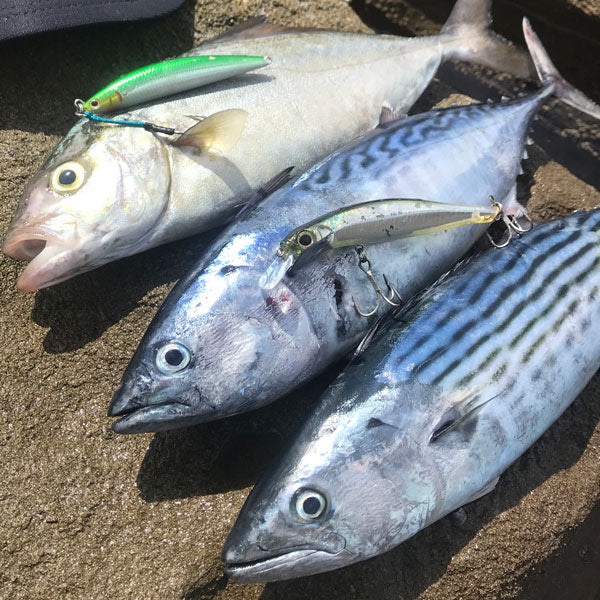 Sydney & Wollongong Fishing Report