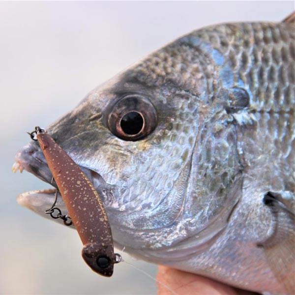 THE Most Versatile Lure