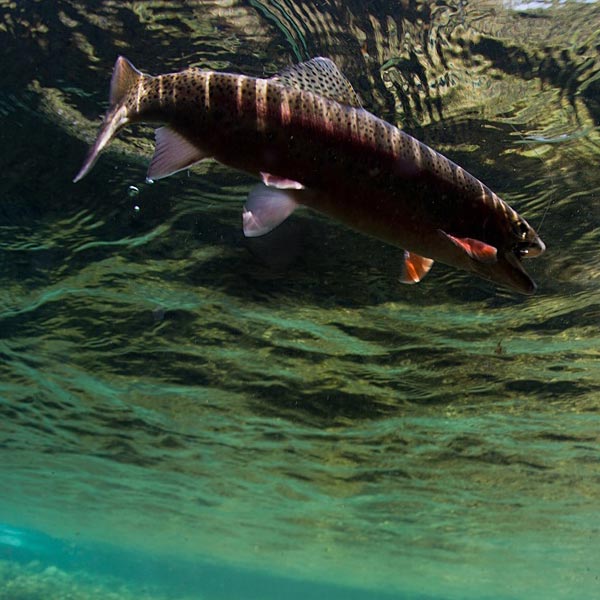 G.O.A.T. Trout Lure!