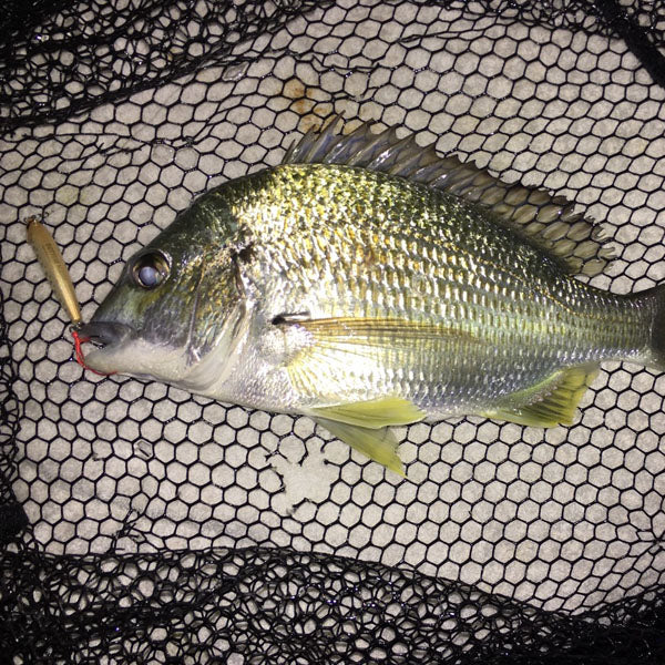 Sydney & Wollongong Fishing Report