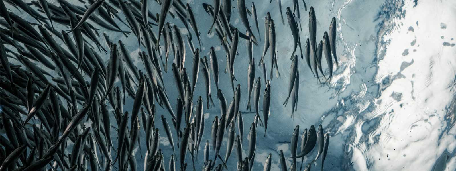 Bait Jigs