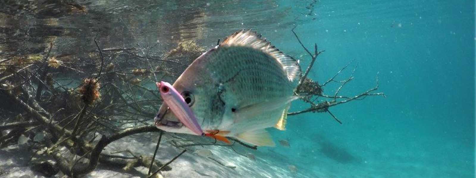 Fishing Lure Packs