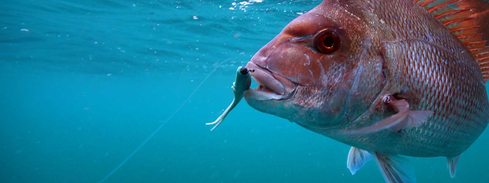 Soft Plastic Lures