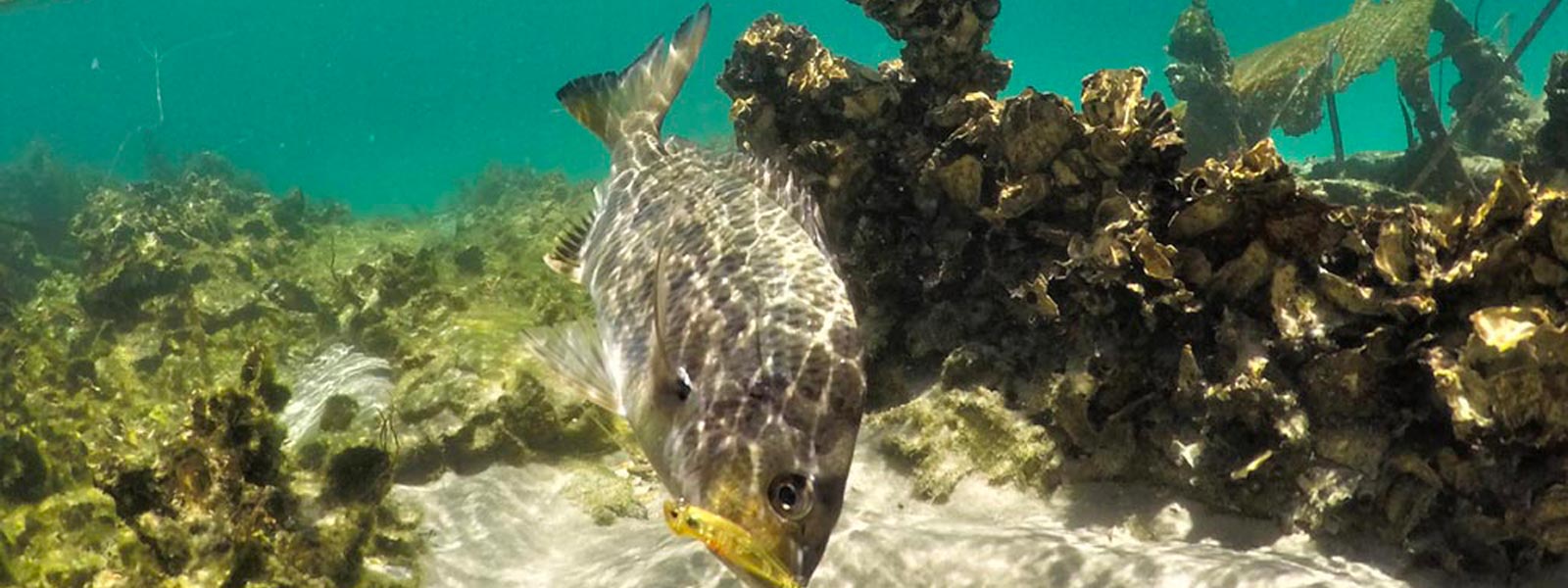 Best Bream Fishing Gear Desktop Banner Image