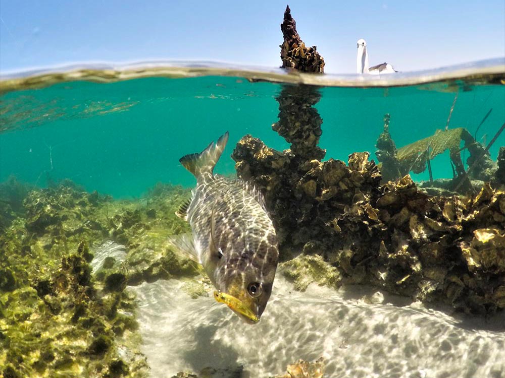 Best Bream Fishing Gear Mobile Banner Image