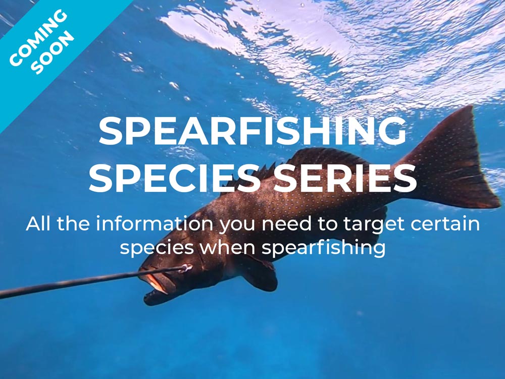Spearfising Species Series Coming Soon