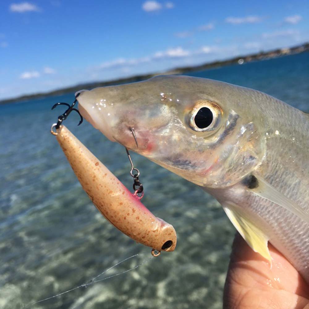 Jackson bottom magic lure on a whiting