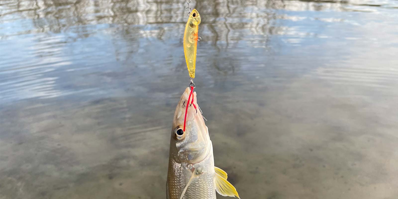 a whiting with a jackson bottom magic in its mouth