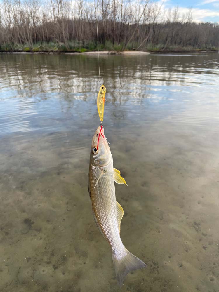 a whiting with a jackson bottom magic in its mouth