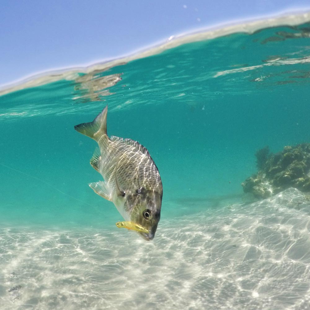 Jackson Bottom Magic Lure with a bream underwater