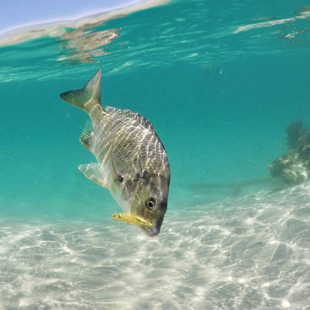 jackson bottom magic saltwater lure catching a bream