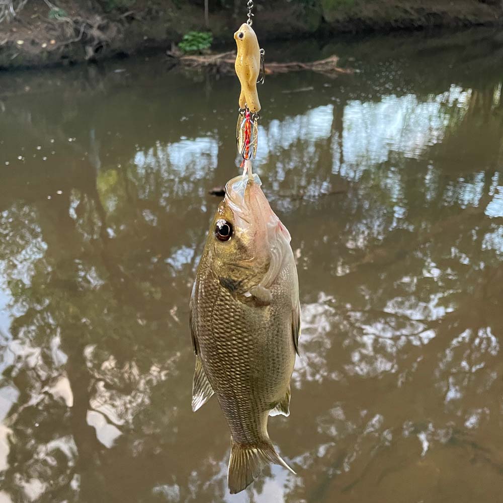 Jackson Cyarl Blade 48F Lure with a Bass