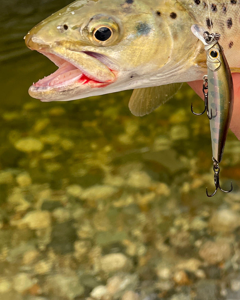 A trout being held in the foreground with a Jackson Artist FR55 Lure hanging off it
