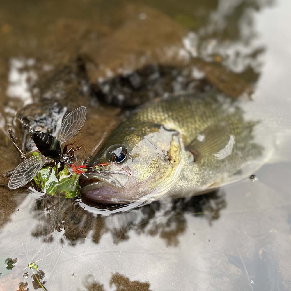 Jackson Namazemi Lure with a Bass in the water