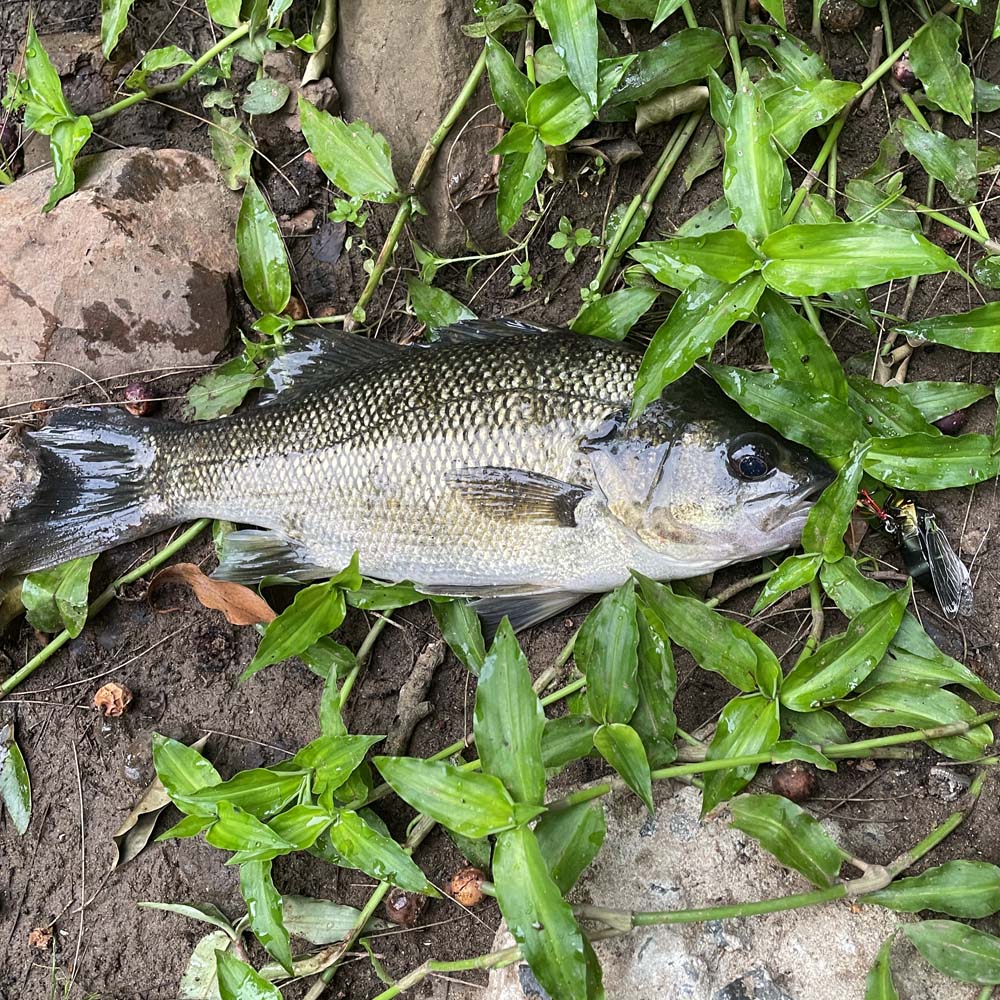 Jackson Namazemi Lure with a Bass on leaves