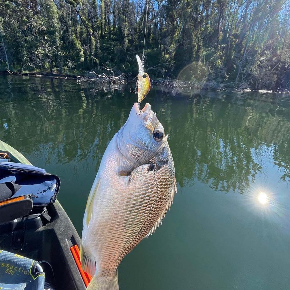 Jackson Pygmy Crank Lure with a bream