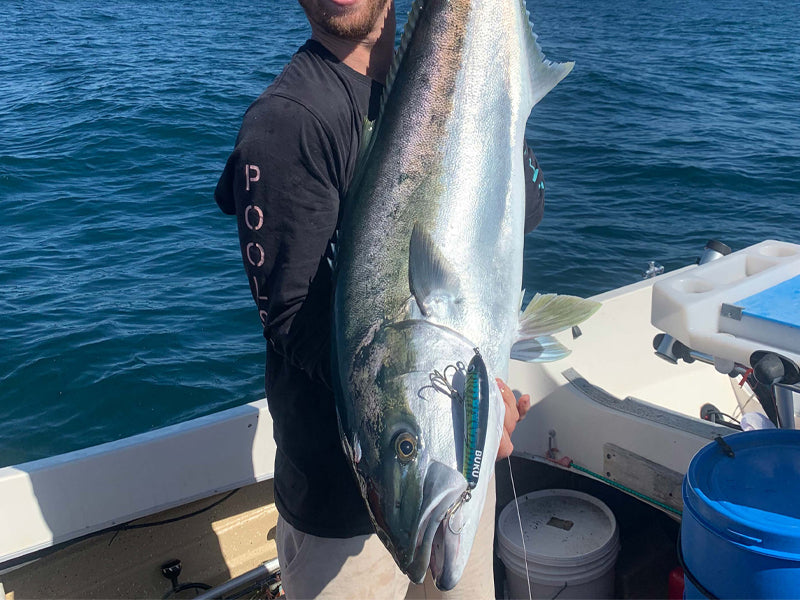 A huge kingfish being held by a man in a boat with a lure hooked in its mouth