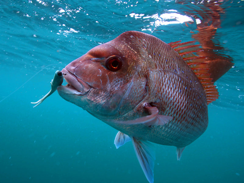 A snapper swimming underwater with a soft plastic in its mouth