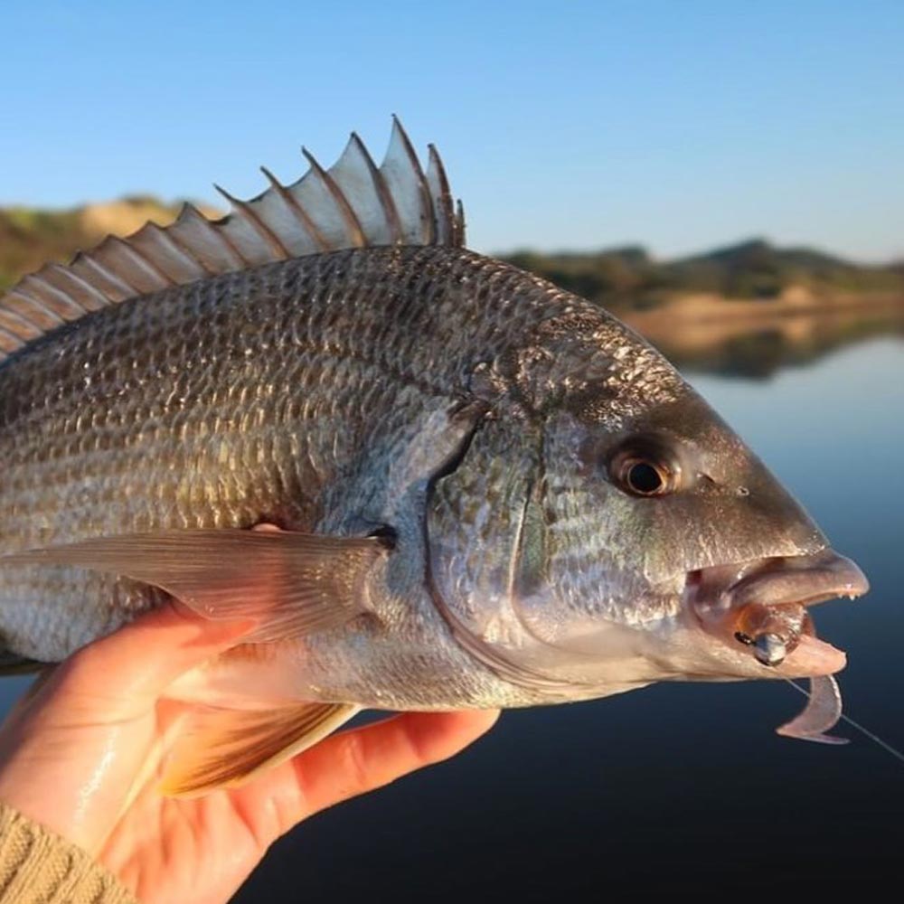 Squidgies Wriggler Soft Plastic in a bream's mouth