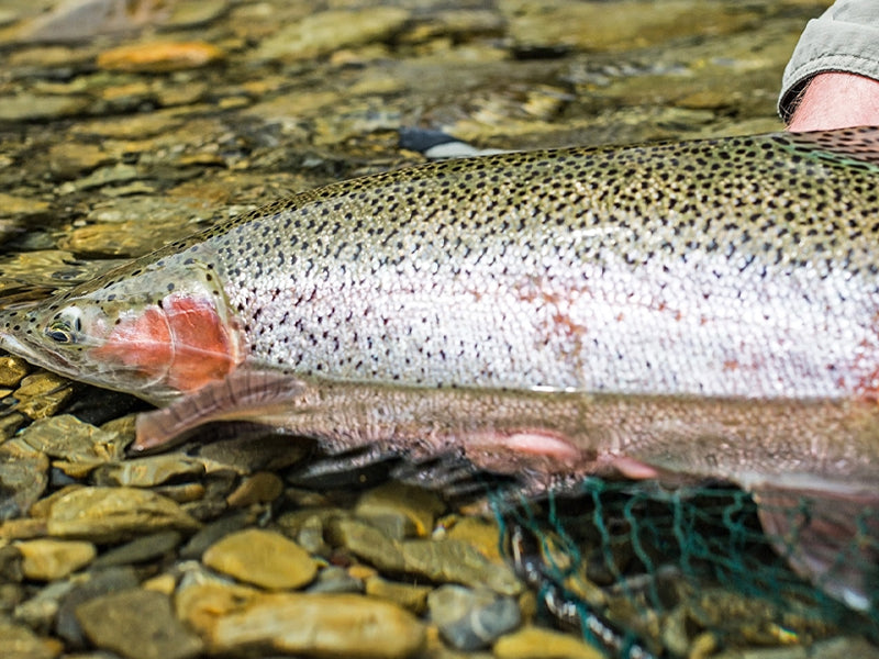A rainbow trout being held in shallow water