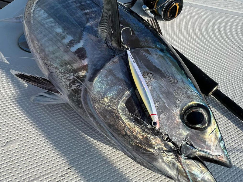 A tuna on a boat with a lure hooked in its mouth