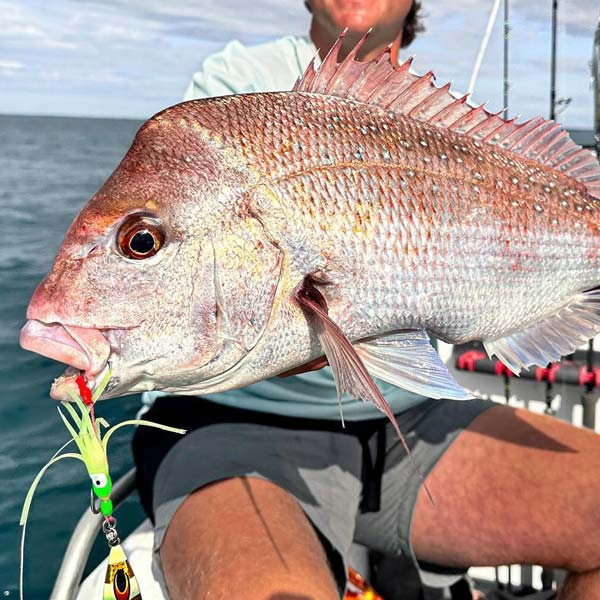 Snapper with a Vexed Dhu Drop lure in its mouth